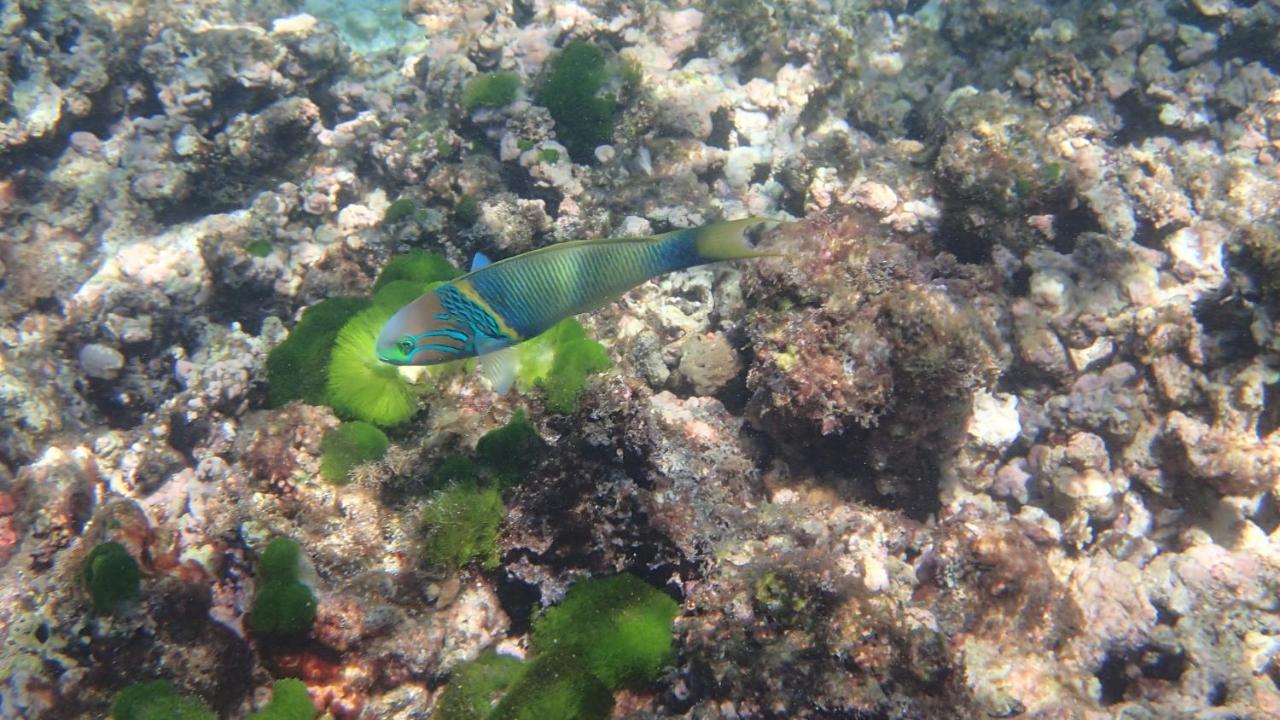 Villa Anse La Blague Baie Sainte Anne Kültér fotó