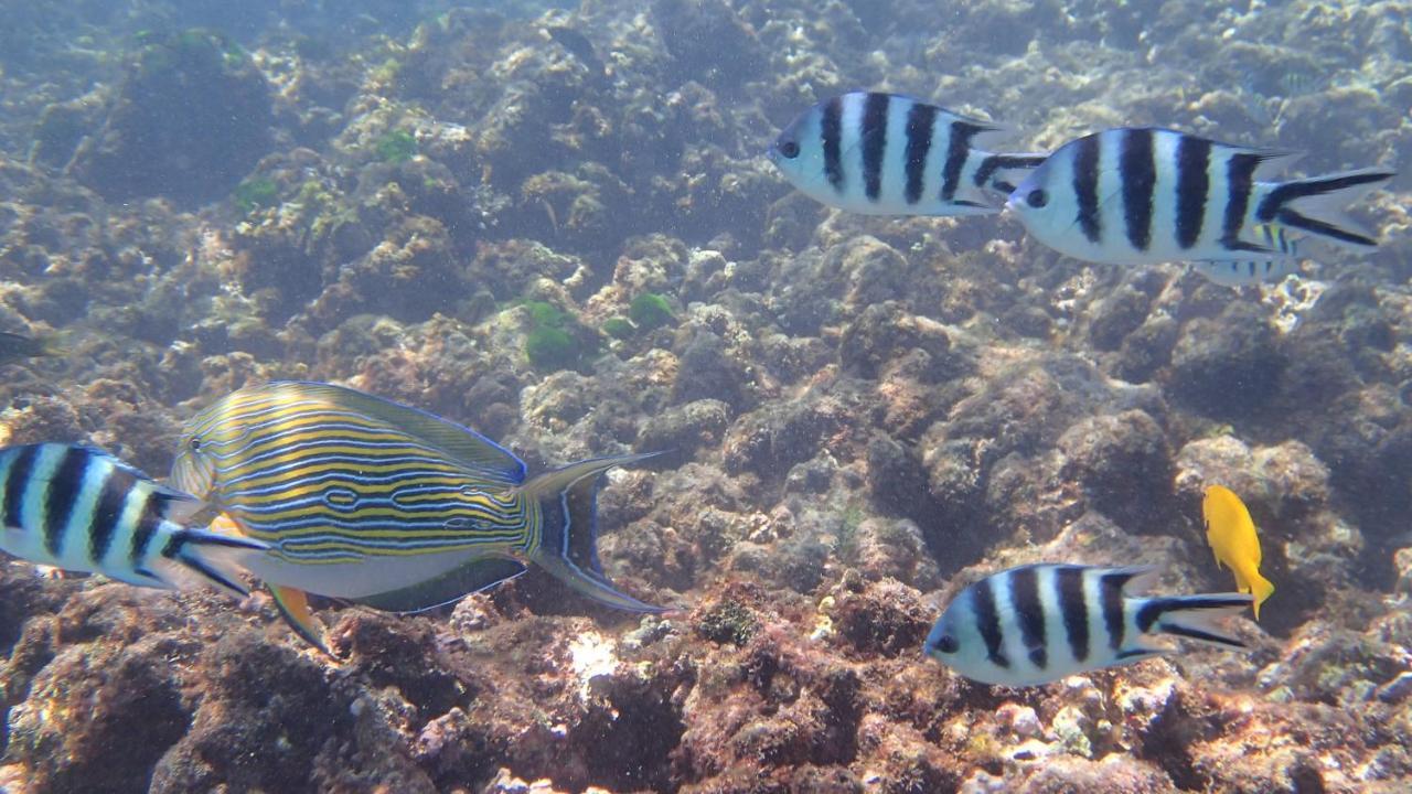 Villa Anse La Blague Baie Sainte Anne Kültér fotó