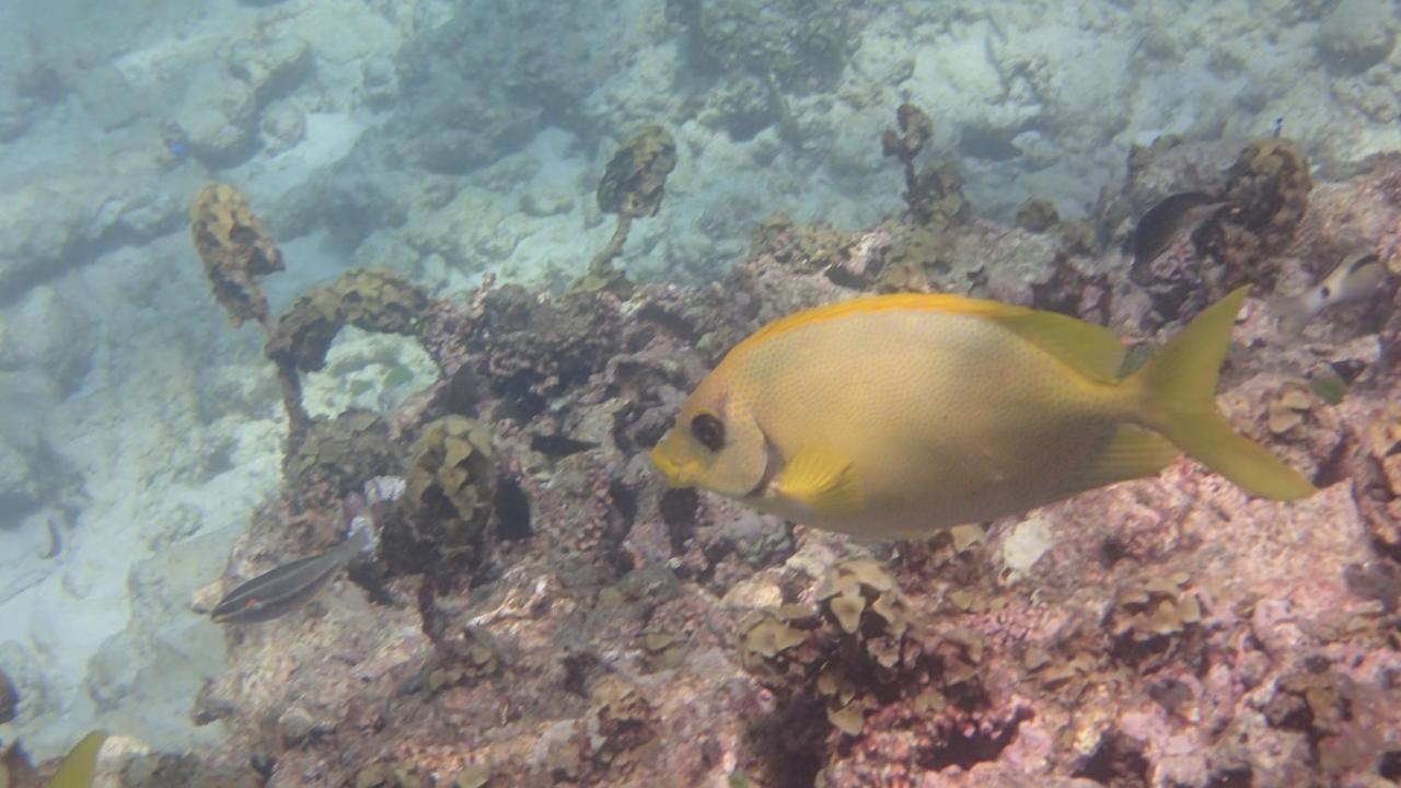 Villa Anse La Blague Baie Sainte Anne Kültér fotó